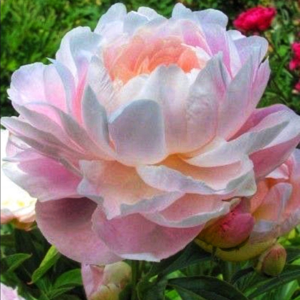 🌺Meet your Posher, Natalya🌺